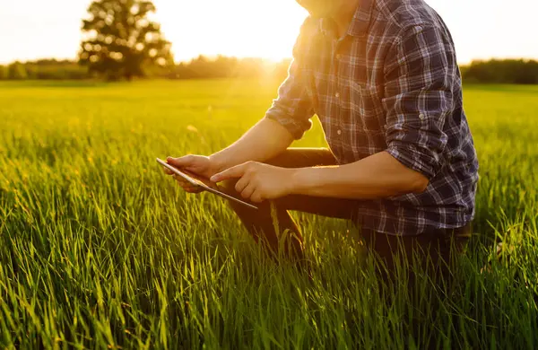 Agronomist on a green field with a digital tablet in his hands. A young farmer checking the quality of young wheat using a specialized application. A bountiful harvest.