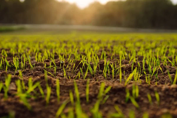A group of green sprouts growing from the soil. Close-up of sprouts sprouting from the ground. Young plants growing in a farmer\'s field. Agriculture concept.