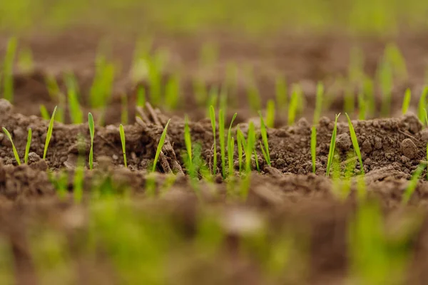 A group of green sprouts growing from the soil. Close-up of sprouts sprouting from the ground. Young plants growing in a farmer's field. Agriculture concept.