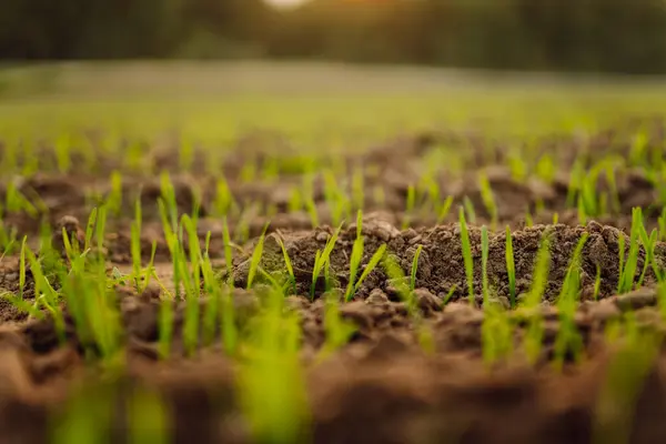 A group of green sprouts growing from the soil. Close-up of sprouts sprouting from the ground. Young plants growing in a farmer\'s field. Agriculture concept.