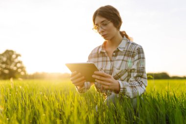 Genç kadın tarım uzmanı yeşil buğday tarlasında modern dijital tablet üzerinde çalışıyor. Yaşlı bir çiftçi, tablet kullanan genç buğday filizlerinin kalitesini kontrol ediyor..