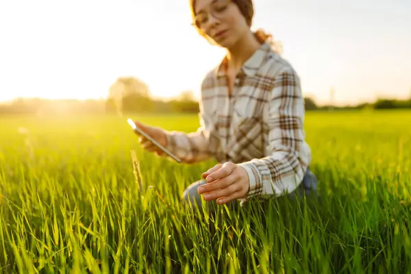 Wanita Muda Agronomis Bekerja Pada Tablet Digital Modern Ladang Gandum — Stok Foto