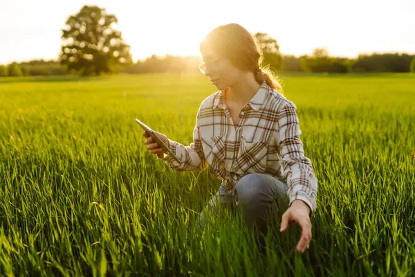Young woman agronomist works on a modern digital tablet on a green wheat field. A senior woman farmer checks the quality of young wheat sprouts using a tablet.