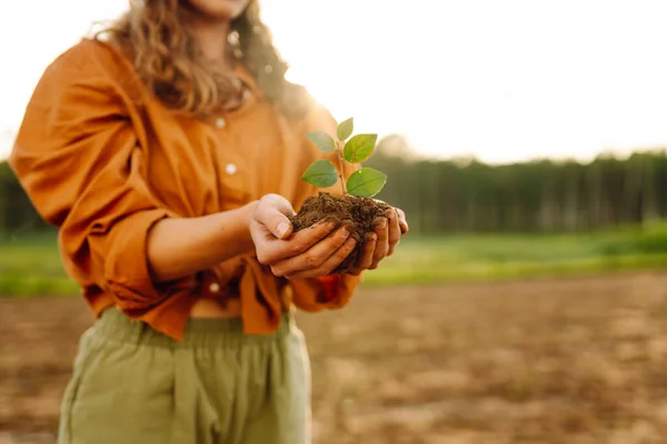 stock image A young plant in the hands of a woman farmer against the background of an agricultural field. A woman agronomist protects a young plant in the field. Organic gardening, ecology concept.