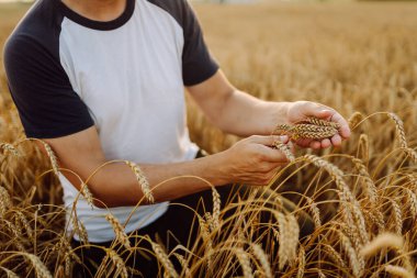 Altın buğday tarlasında bir tarımcı elinde buğday demetleri tutar, kalitesini kontrol eder. Genç bir çiftçi ekinlerinin büyümesini kontrol eder. Tarım konsepti. Hasat..