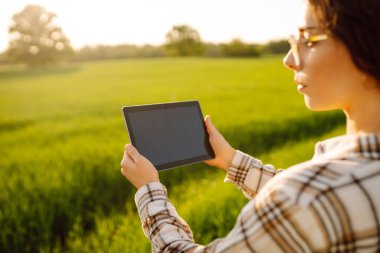 Yeşil buğday tarlasında elinde dijital tabletle deneyimli bir kadın çiftçi. Genç bir tarımcı kadın mahsulün büyümesini kontrol ediyor. Bahçe ve ekoloji kavramı.
