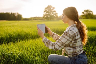 Yeşil buğday tarlasında elinde dijital tabletle deneyimli bir kadın çiftçi. Genç bir tarımcı kadın mahsulün büyümesini kontrol ediyor. Bahçe ve ekoloji kavramı.