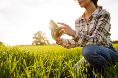 Yeşil buğday tarlasında elinde dijital tabletle deneyimli bir kadın çiftçi. Genç bir tarımcı kadın mahsulün büyümesini kontrol ediyor. Bahçe ve ekoloji kavramı.