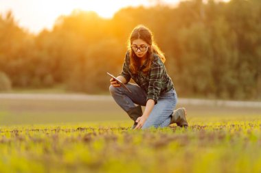 Elinde dijital tabletle genç bir tarımcı kadın sahada çekimleri kontrol ediyor. Modern bir tablet kullanan dişi bir çiftçi ürünlerinin büyümesini kontrol eder. Tarım kavramı.