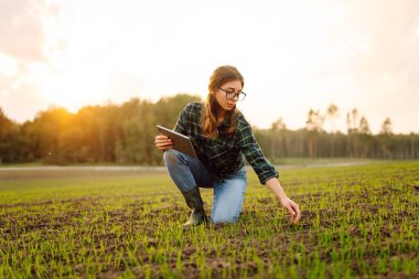 Elinde dijital tabletle genç bir tarımcı kadın sahada çekimleri kontrol ediyor. Modern bir tablet kullanan dişi bir çiftçi ürünlerinin büyümesini kontrol eder. Tarım kavramı.