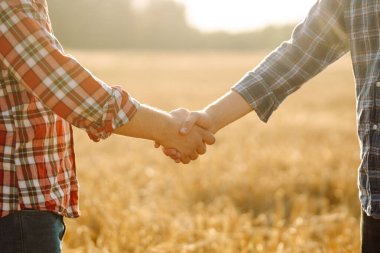 Altın buğday tarlasında el sıkışan iki çiftçinin yakın çekimi. Tarım alanındaki çiftçiler el sıkışarak bir anlaşma yapıyorlar. İş kavramı, tarım.