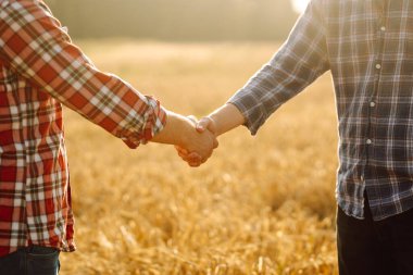 Altın buğday tarlasında el sıkışan iki çiftçinin yakın çekimi. Tarım alanındaki çiftçiler el sıkışarak bir anlaşma yapıyorlar. İş kavramı, tarım.