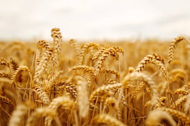 Gün batımında olgunlaşmış buğday tarlası. Doğanın hasat büyümesi. Altın buğday kulakları yakında. Güzel yaz doğa geçmişi.