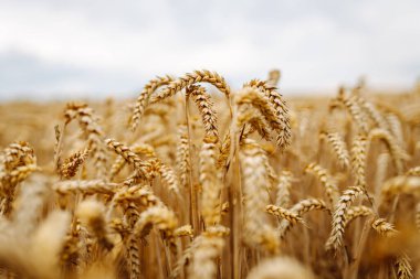 Gün batımında olgunlaşmış buğday tarlası. Doğanın hasat büyümesi. Altın buğday kulakları yakında. Güzel yaz doğa geçmişi.