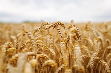 Gün batımında olgunlaşmış buğday tarlası. Doğanın hasat büyümesi. Altın buğday kulakları yakında. Güzel yaz doğa geçmişi.