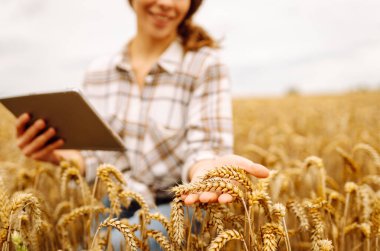 Tarımsal alanda dijital tabletli kadın çiftçi. Buğday tarlasında tarım yapan genç bir kadın modern bir tabletle ekin yetiştirme tarlasını kontrol ediyor. Akıllı çiftlik