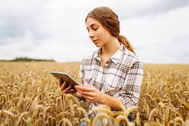 Tarımsal alanda dijital tabletli kadın çiftçi. Buğday tarlasında tarım yapan genç bir kadın modern bir tabletle ekin yetiştirme tarlasını kontrol ediyor. Akıllı çiftlik