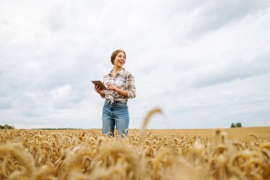 Tarımsal alanda dijital tabletli kadın çiftçi. Buğday tarlasında tarım yapan genç bir kadın modern bir tabletle ekin yetiştirme tarlasını kontrol ediyor. Akıllı çiftlik