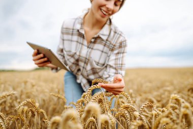 Tarımsal alanda dijital tabletli kadın çiftçi. Buğday tarlasında tarım yapan genç bir kadın modern bir tabletle ekin yetiştirme tarlasını kontrol ediyor. Akıllı çiftlik