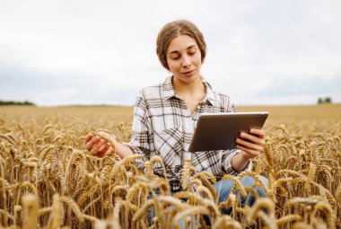 Tarımsal alanda dijital tabletli kadın çiftçi. Buğday tarlasında tarım yapan genç bir kadın modern bir tabletle ekin yetiştirme tarlasını kontrol ediyor. Akıllı çiftlik