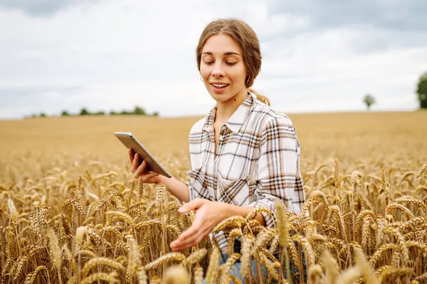 Woman farmer with digital tablet in agricultural field. Young woman agronomist in a wheat field checking crop growth with a modern tablet. Smart farm