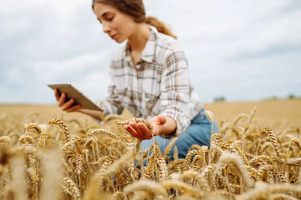 农业领域拥有数字平板电脑的女农民 麦田里的年轻女农艺师用现代石板抑制农作物生长 聪明农场 — 图库照片