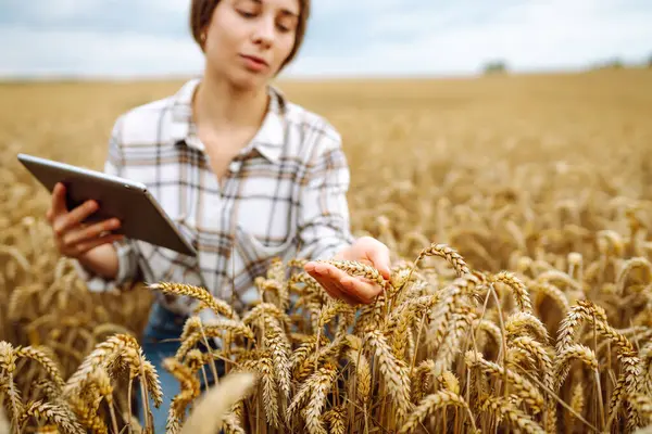 农业领域拥有数字平板电脑的女农民 麦田里的年轻女农艺师用现代石板抑制农作物生长 聪明农场 — 图库照片