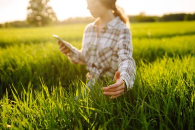 Yeşil buğday tarlasında modern bir tabletle çalışan genç bir kadın çiftçi, mahsulün büyümesini ve kalitesini araştırıyor. Tenoloji konsepti, bahçecilik..