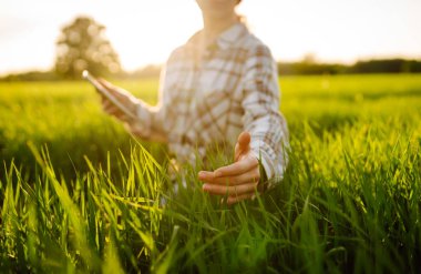 Yeşil buğday tarlasında modern bir tabletle çalışan genç bir kadın çiftçi, mahsulün büyümesini ve kalitesini araştırıyor. Tenoloji konsepti, bahçecilik..