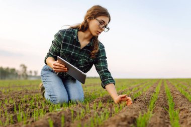 Bir kadın tarım uzmanı, dijital tablet kullanarak yeni filizlenen filizleri inceliyor. Yeşil bir tarlada modern bir tabletle çalışan kadın çiftçi..