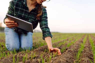 A woman agronomist examines new sprouted shoots in the field using a digital tablet. Woman farmer working with a modern tablet on a green field. clipart