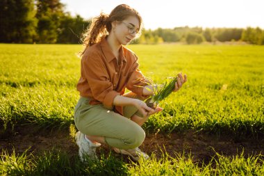 Elinde dijital tabletle ve yeşil filizli bir kadın çiftçi olgunlaşmamış bir mahsülün büyümesini ve kalitesini kontrol ediyor, bitkilerin kalitesi üzerine araştırma yapıyor. Tarım konsepti. Akıllı çiftlik.
