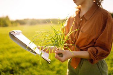 Woman farmer with a digital tablet in her hands and a green sprout checks the growth and quality of an unripe crop, conducts research on the quality of plants. Agriculture concept. Smart farm. clipart