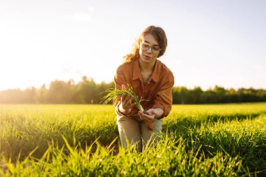 Elinde dijital tabletle ve yeşil filizli bir kadın çiftçi olgunlaşmamış bir mahsülün büyümesini ve kalitesini kontrol ediyor, bitkilerin kalitesi üzerine araştırma yapıyor. Tarım konsepti. Akıllı çiftlik.