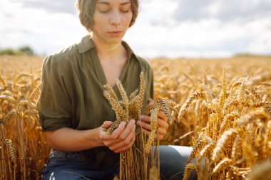 Bir kadın çiftçi altın buğday tarlasında hasatı analiz eder. Genç bir tarımcı hasat sürecini kontrol ediyor. Akıllı çiftlik.