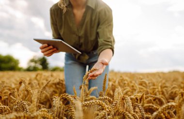 Bir kadın çiftçi altın buğday tarlasında hasatı analiz eder. Genç bir tarımcı hasat sürecini kontrol ediyor. Akıllı çiftlik.