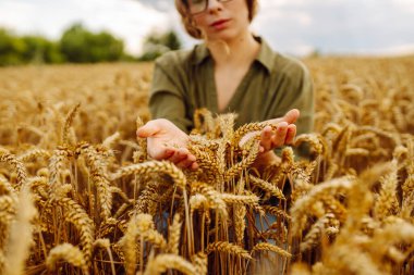 Bir kadın çiftçi altın buğday tarlasında hasatı analiz eder. Genç bir tarımcı hasat sürecini kontrol ediyor. Akıllı çiftlik.