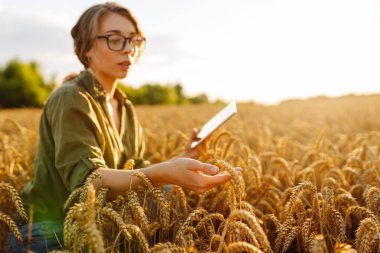 Bir kadın çiftçi altın buğday tarlasında hasatı analiz eder. Genç bir tarımcı hasat sürecini kontrol ediyor. Akıllı çiftlik.