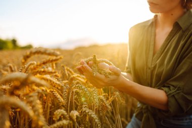 Bir kadın çiftçi altın buğday tarlasında hasatı analiz eder. Genç bir tarımcı hasat sürecini kontrol ediyor. Akıllı çiftlik.