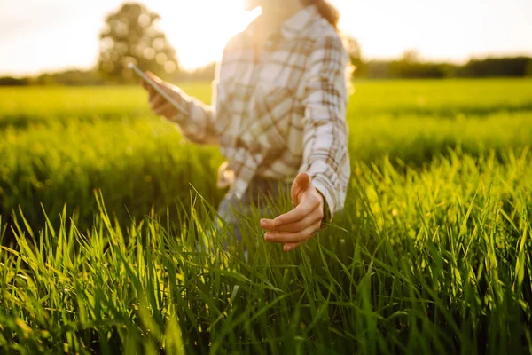 Petani Muda Bekerja Dengan Tablet Modern Ladang Gandum Hijau Mempelajari — Stok Foto