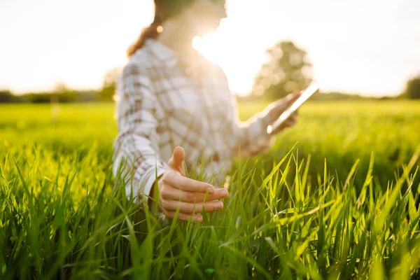Petani Muda Bekerja Dengan Tablet Modern Ladang Gandum Hijau Mempelajari — Stok Foto