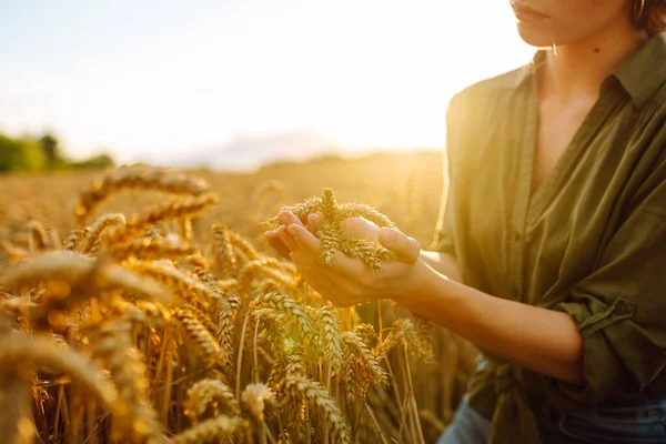 Жінка Фермер Аналізує Урожай Полі Золотої Пшениці Молодий Агроном Перевіряє — стокове фото