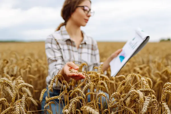 在金色的麦田里 年轻的女农民用剪贴板控制庄稼生长 聪明的耕作 Agribusiness — 图库照片