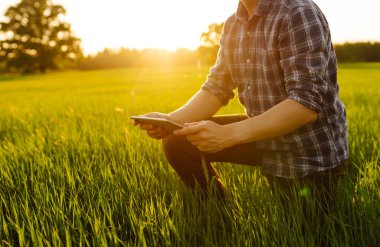 Yeşil buğday tarlasında modern tabletli genç bir çiftçi. Deneyimli bir tarım uzmanı yeşil filizlerin kalitesini kontrol eder. Tarım kavramı.