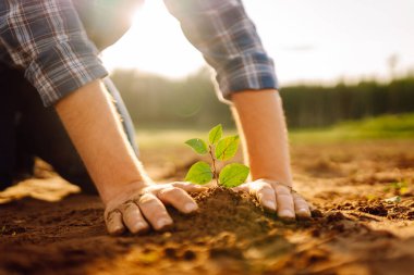 Deneyimli bir çiftçinin elleri ve tarlada yeni bir filizlenmeye önem veriyor. Genç bir tarımcı yerdeki fideleri kontrol ediyor. Bahçıvanlık kavramı, ekoloji.