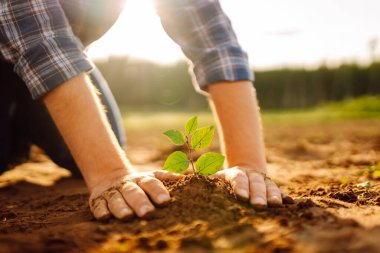 Deneyimli bir çiftçinin elleri ve tarlada yeni bir filizlenmeye önem veriyor. Genç bir tarımcı yerdeki fideleri kontrol ediyor. Bahçıvanlık kavramı, ekoloji.