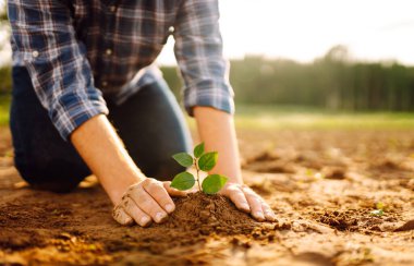 Deneyimli bir çiftçinin elleri ve tarlada yeni bir filizlenmeye önem veriyor. Genç bir tarımcı yerdeki fideleri kontrol ediyor. Bahçıvanlık kavramı, ekoloji.