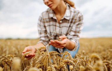 Bir tarımcı kadın tarımda buğdayın altın hasadını araştırıyor. Genç bir çiftçi kadın elinde buğday tomarı tutuyor, kalitesini kontrol ediyor. Tarım.