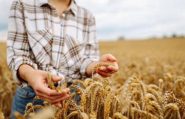 Bir tarımcı kadın tarımda buğdayın altın hasadını araştırıyor. Genç bir çiftçi kadın elinde buğday tomarı tutuyor, kalitesini kontrol ediyor. Tarım.