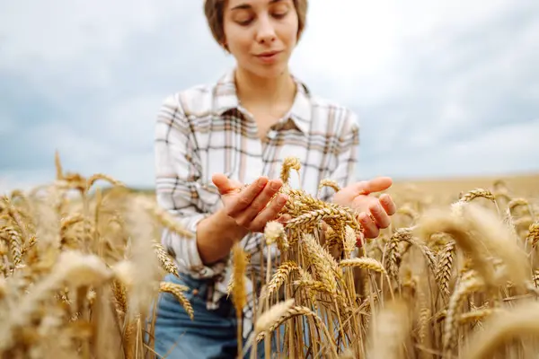 Seorang Wanita Agronomis Mempelajari Panen Gandum Emas Ladang Pertanian Seorang — Stok Foto